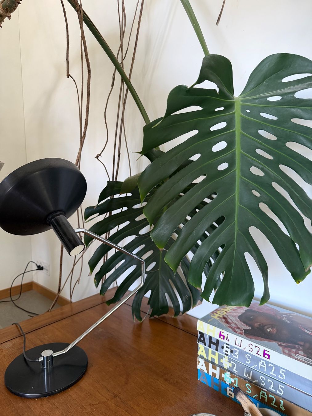 Piante & sementi: Monstera XXL – Usato da Zürich venduto da dudeli83 9