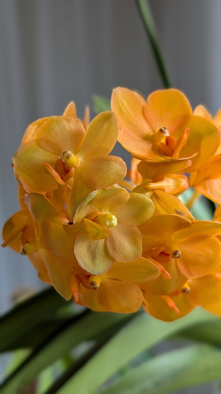 Plantes & graines: Vanda 'princess orange' Orchidee – D'occasion à Untervaz par Lyraia 4