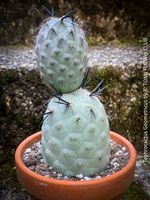 Tephrocactus Geometricus - einzigartige Kakteen-Schönheit
