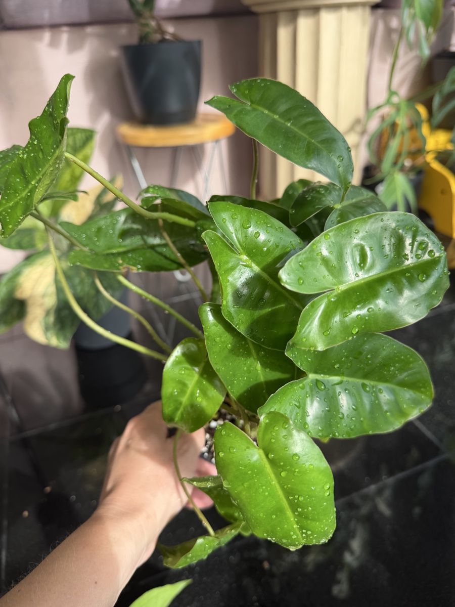 Piante & sementi: Philodendron Burle Marx  – Nuovo (secondo la descrizione) da Buchrain venduto da Stetoscop
