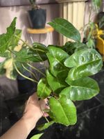 Philodendron Burle Marx 