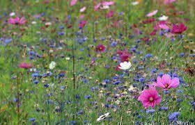 Piante & sementi: Bauerngarten Blumen, Blumenwiese – Nuovo (secondo la descrizione) da Eschen venduto da Saemereien24