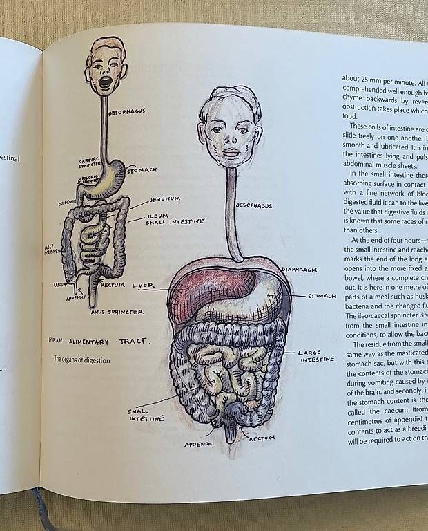 Libri: John H. Grundy's Human Structure and Shape – Usato da Nesslau venduto da philgujer1 1