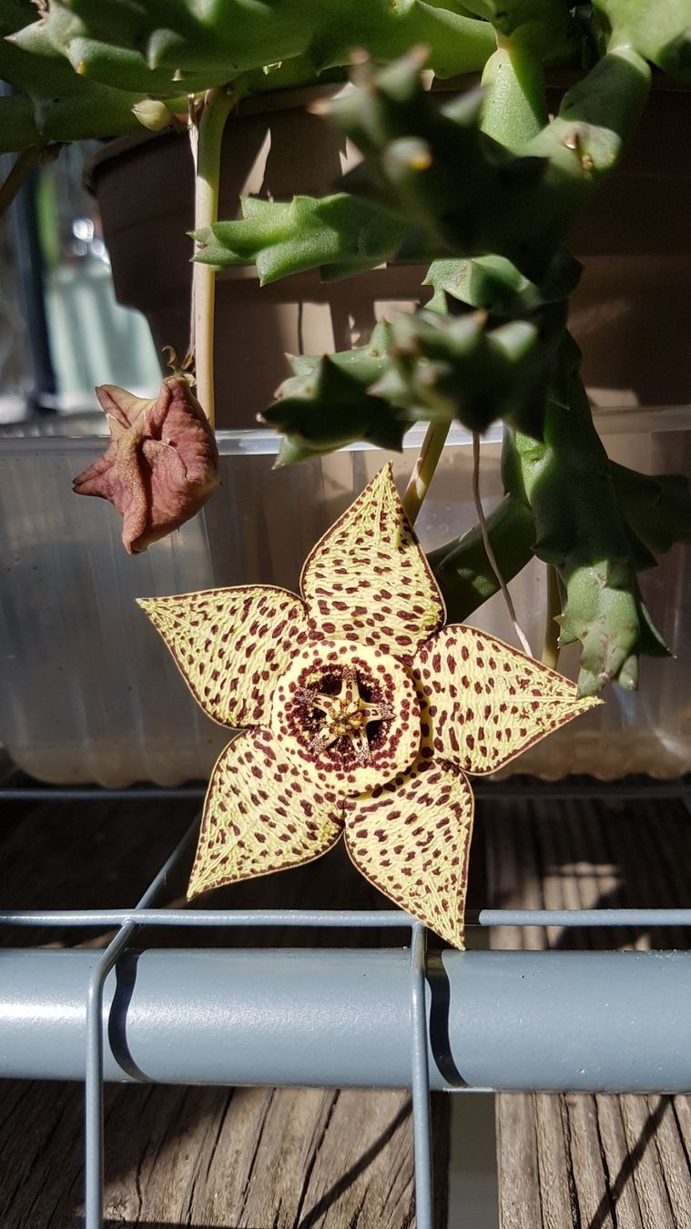 Stapelia , tolle Blten, Aasblume, Pflege wie Kaktus (Gebraucht) in Horw  fr CHF 5  mit Lieferung auf Ricardo kaufen