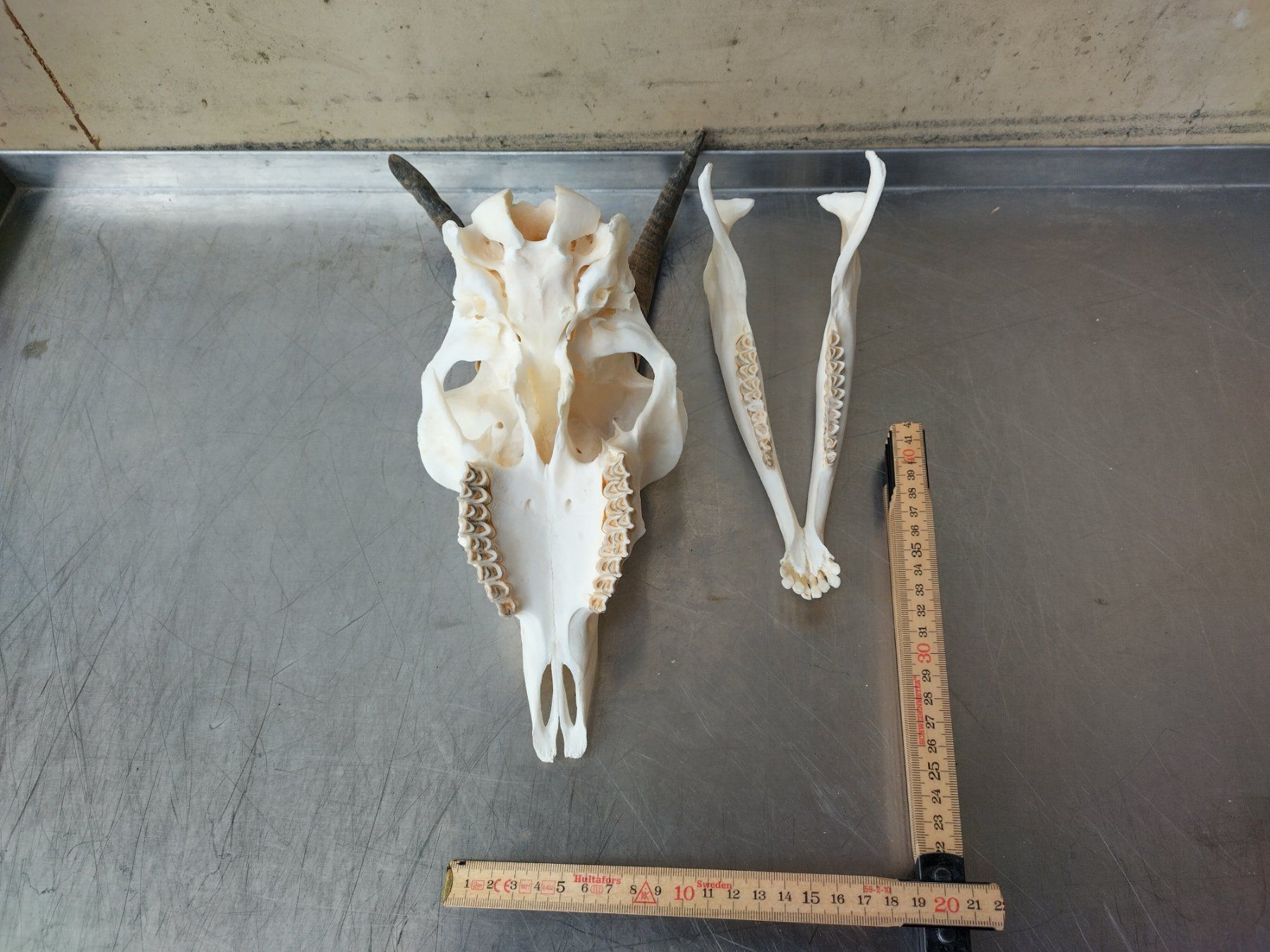 Welt der Tiere: Schädel Ziege 🐐 – Gebraucht aus Wettingen von Bwalti 1