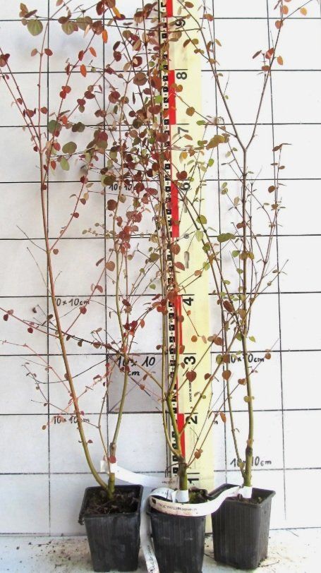 Piante & sementi: Cercidiphyllum japonicum - Lebkuchenbaum – Usato da Uerkheim venduto da Justi.y
