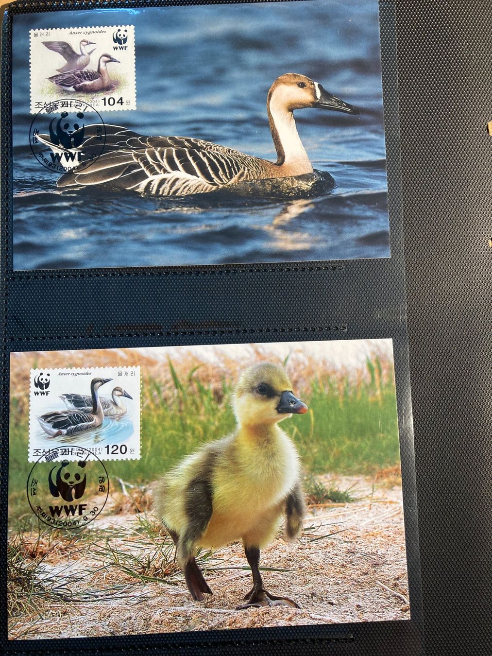 Tutti i francobolli: WWF Korea 2004 Satz Schwanengans Maximumkarten – Nuovo (secondo la descrizione) da Winterthur venduto da schnueps