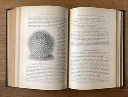Antiquarisches Buch "Gesamtbeschreibung der Kakteen" 1899
