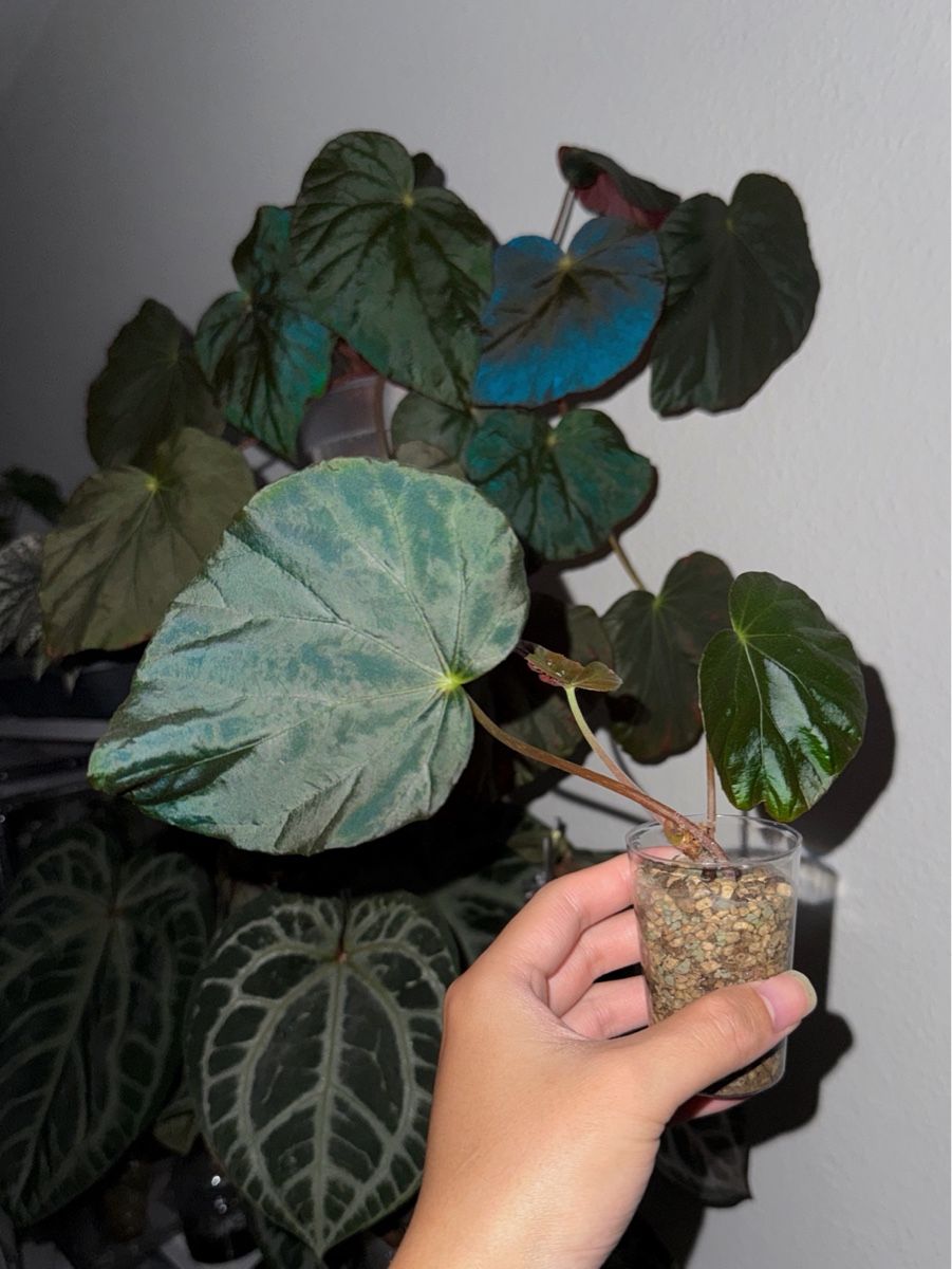 Piante & sementi: Begonia Pavonina #2 – Nuovo (secondo la descrizione) da Bern venduto da plantlover_bern 1