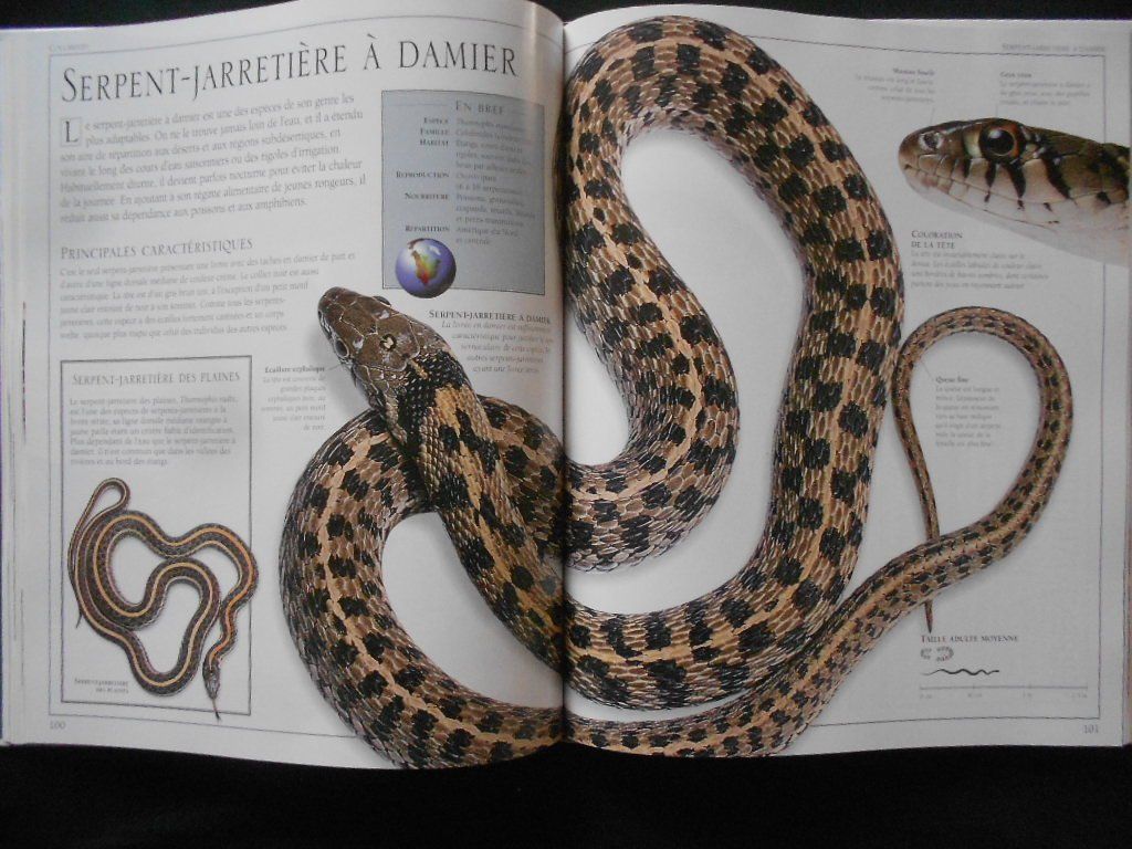 Libri: SERPENTS  -  PASSION – Usato da Bex venduto da Giorgiob 3