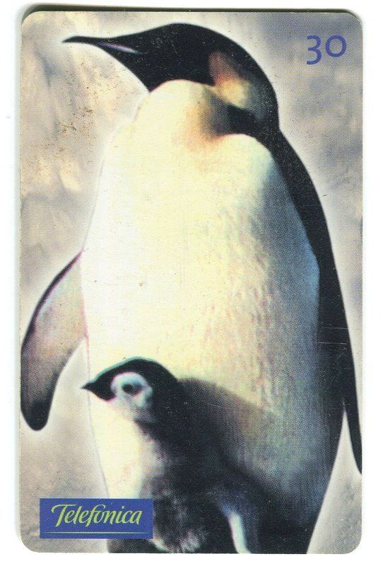 Schede telefoniche: Telefonkarte Pinguine. Brasilien – Usato da Basel venduto da Butsch5