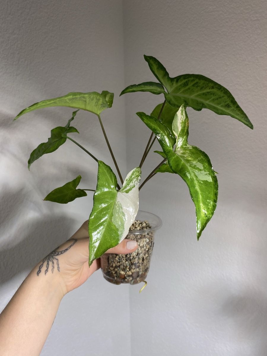 Syngonium Angustatum Variegata (Neu (gemss Beschreibung)) in Bolligen fr  CHF 30  mit Lieferung auf Ricardo kaufen