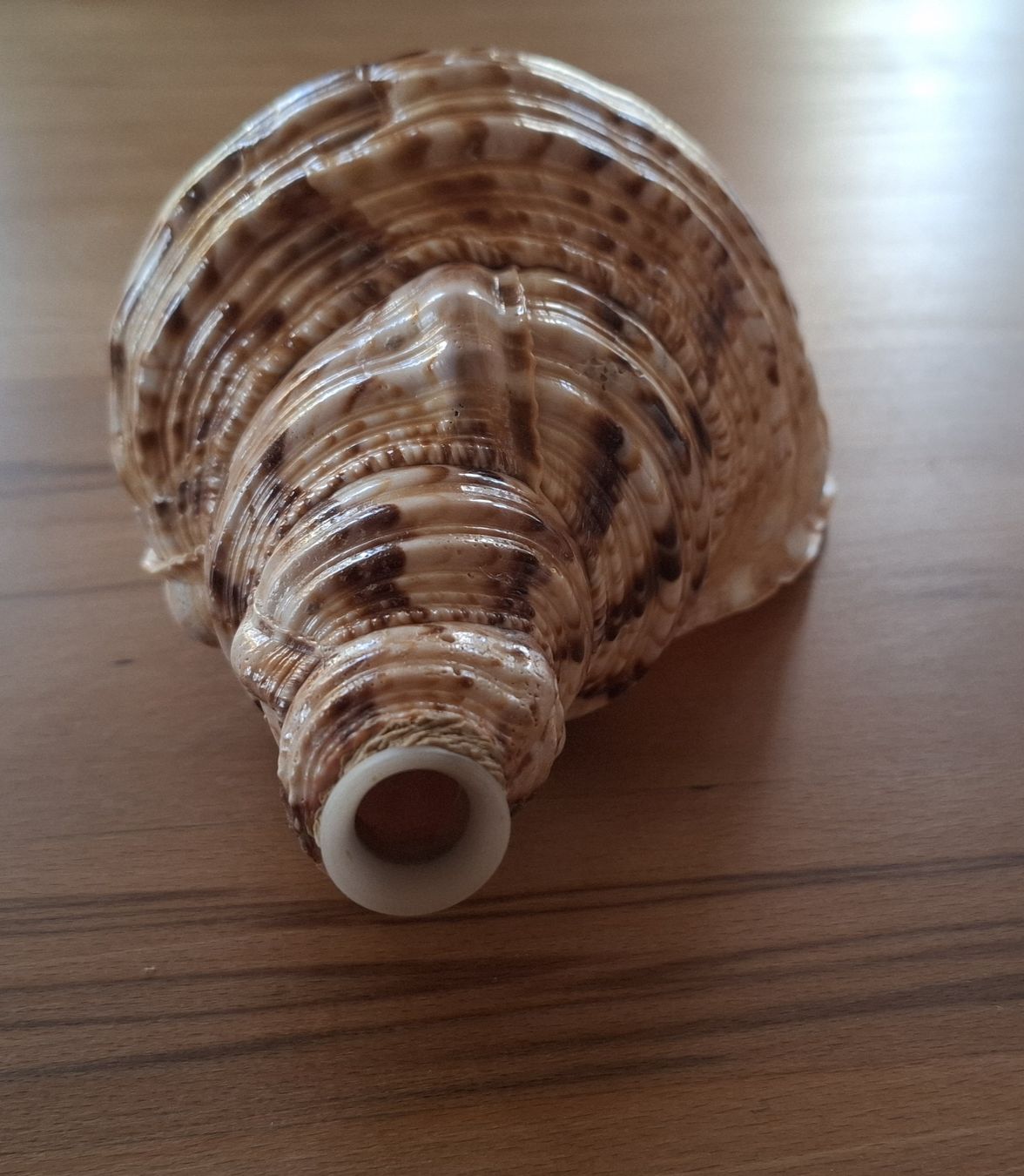 Strumenti musicali: Tritonshorn Blasmuschel – Usato da Marbach SG venduto da Mmyway 3