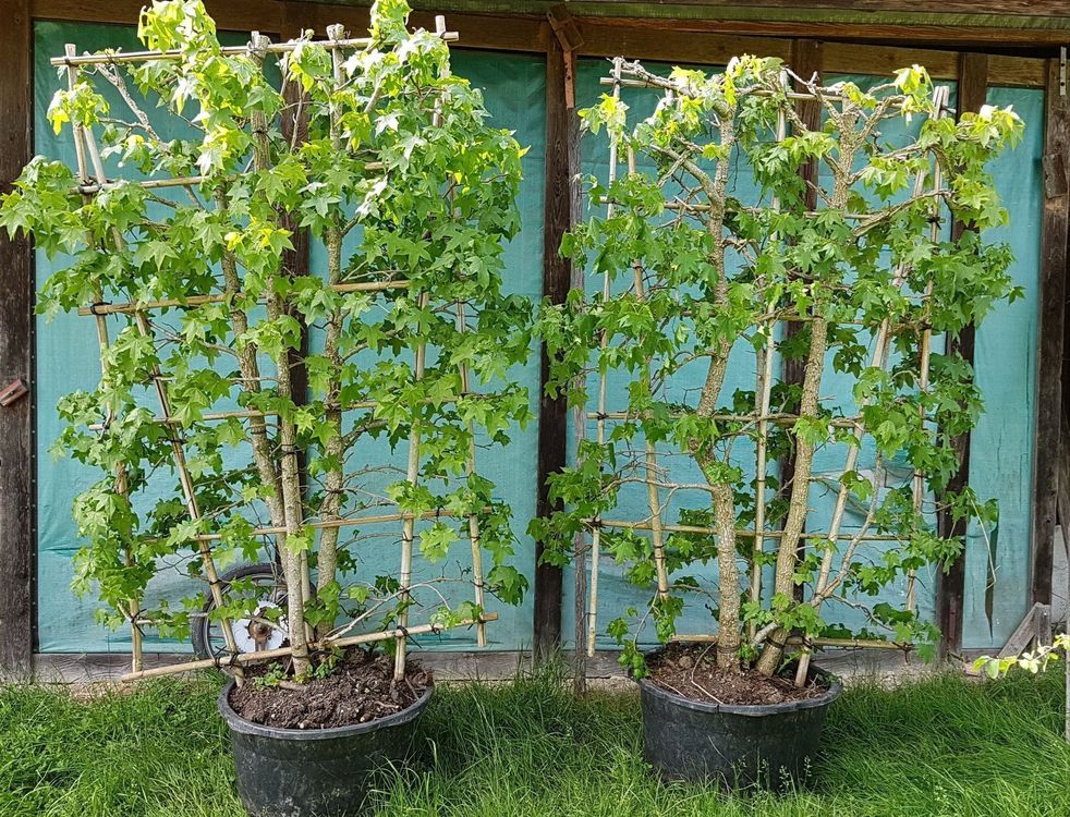 Zwei Amberbaum Spaliere Kaufen auf Ricardo