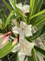Oleander Jungpflanze, Harriet Newding Rarität