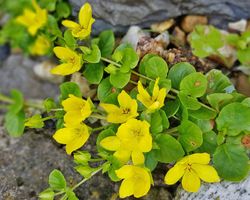 PFENNIGKRAUT (Lysimachia nummularia) - BODENDECKER  - GELB