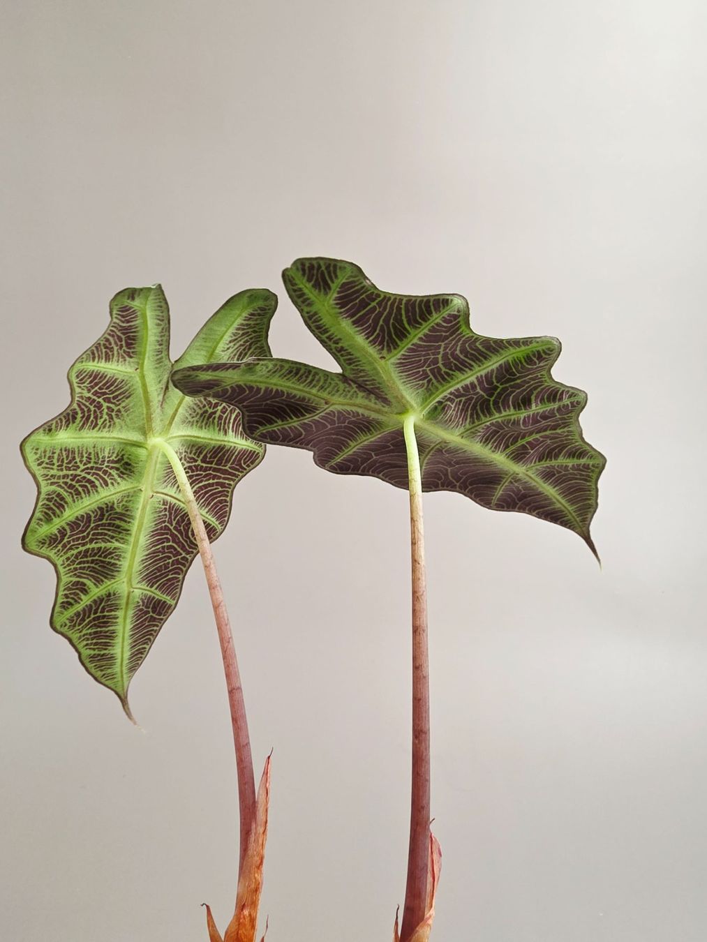 Pflanzen & Samen: Alocasia polly #3 – Neu (gemäss Beschreibung) aus Gerolfingen von Azora 2