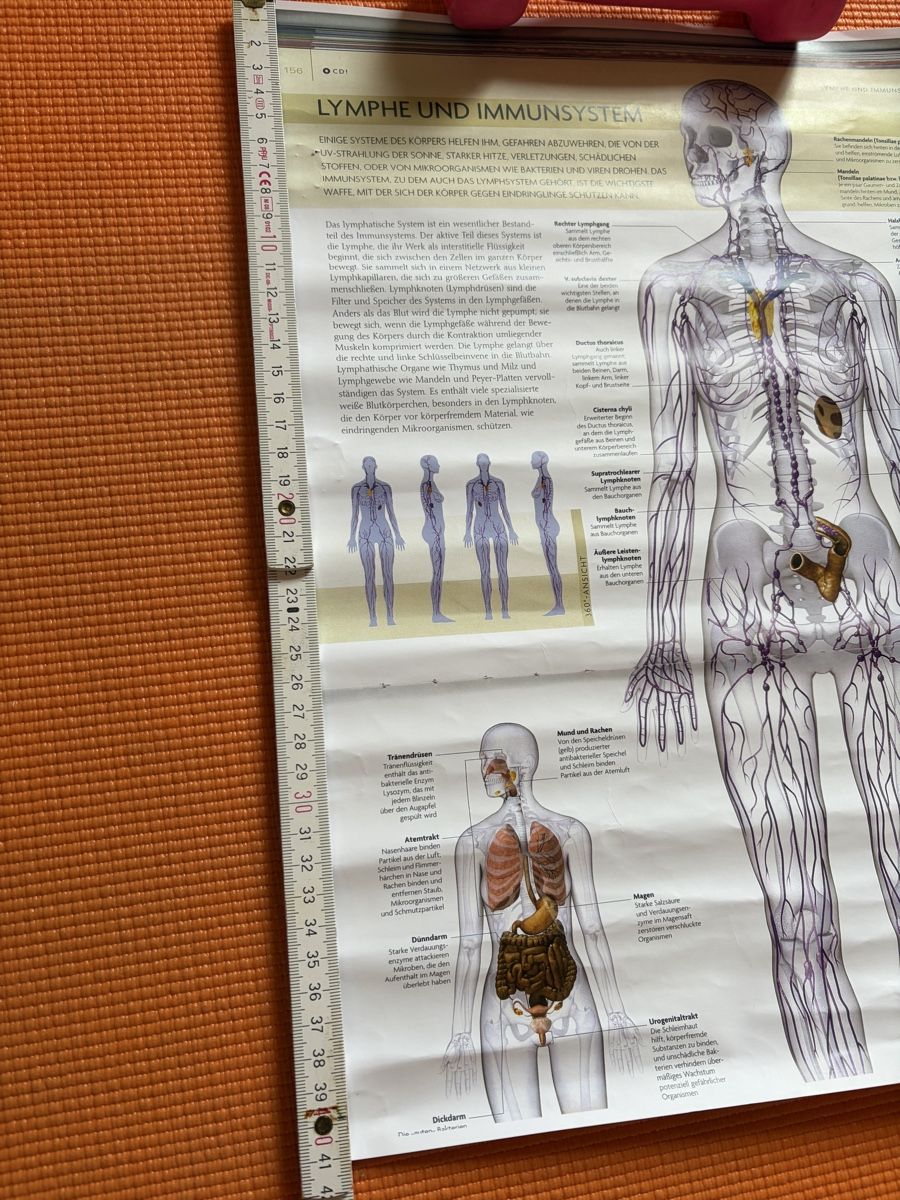 Foto & Immagini: Anatomie Poster Lymphsystem & Immunsystem, 2 Stk, Top! – Nuovo (secondo la descrizione) da Davos Wiesen venduto da Roseli21 3