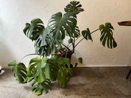 Monstera deliciosa (Fensterblatt), gross, ca. 1m x 1m x 1m
