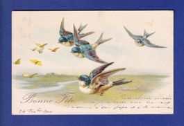 OISEAU - Hirondelles