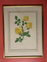 Framed vintage botanical print of yellow roses, "Lady Hillin