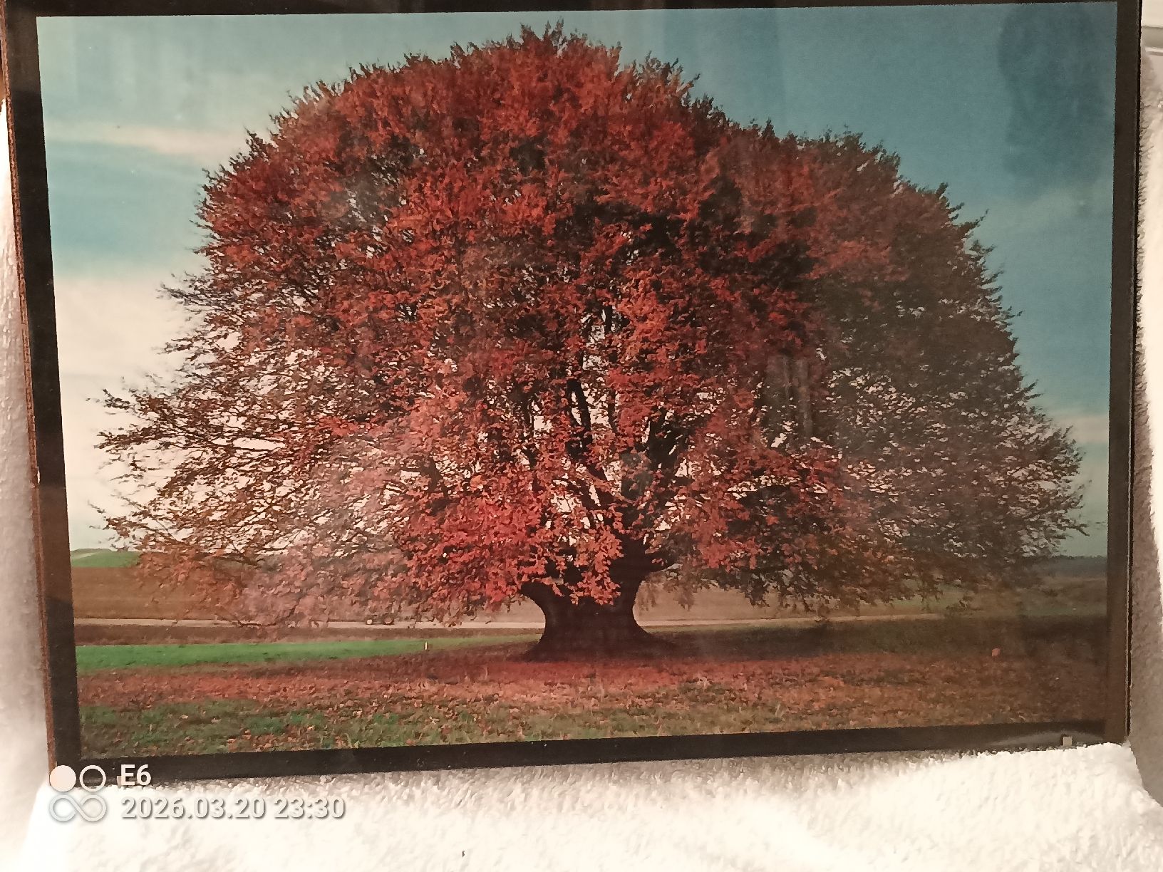 Foto & Immagini: Poster Lebensbaum gerahmt – Usato da Zürich venduto da Mitzi6 2