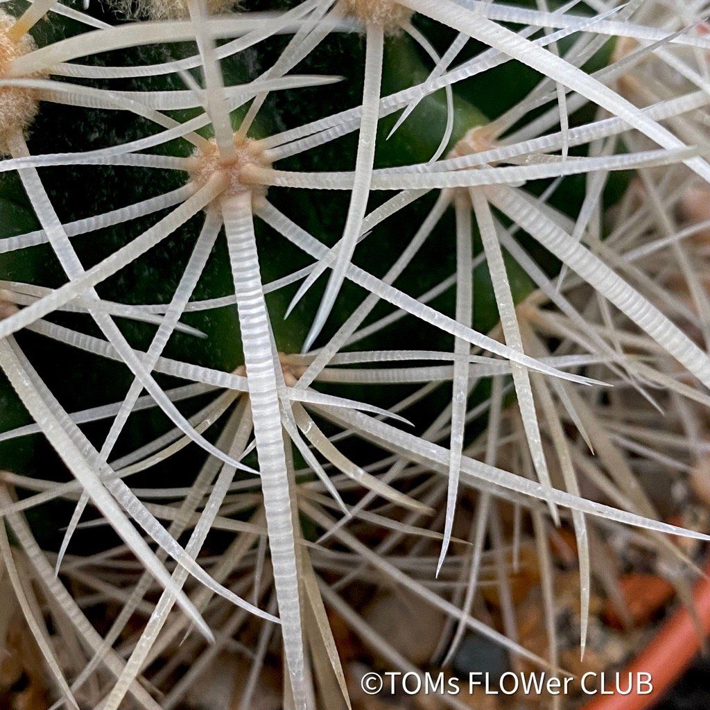 Piante & sementi: Echinocactus Grusonii Albispinus Ø15cm – Nuovo e nell'imballaggio originale da Adliswil venduto da asTOMas963 2