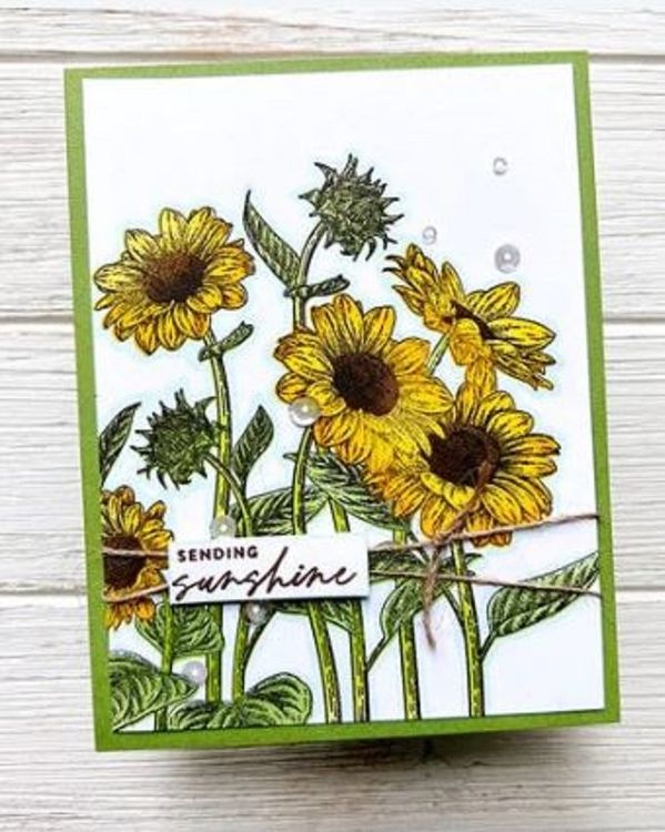 Simon Says Stamp Stamp & Die Combo ** Sunflower Fields ** (Neu und ...