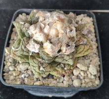 Ariocarpus fissuratus