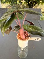 Alocasia Pink Dragon