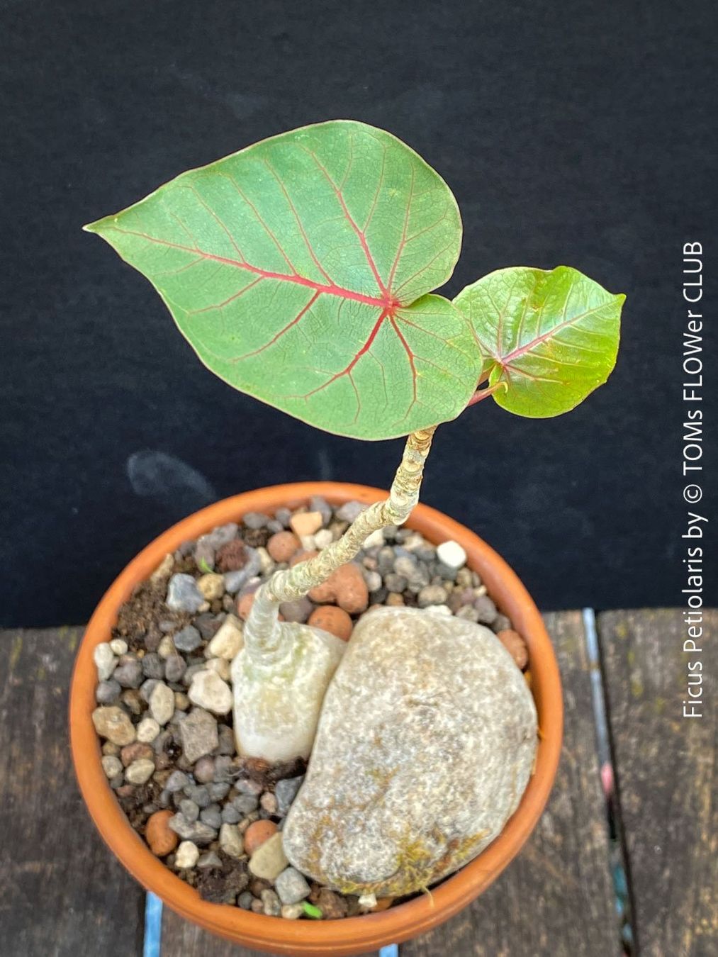 Piante & sementi: Ficus Petiolaris - Steinfeige in der Bonsai Schale – Nuovo e nell'imballaggio originale da Adliswil venduto da asTOMas963 1