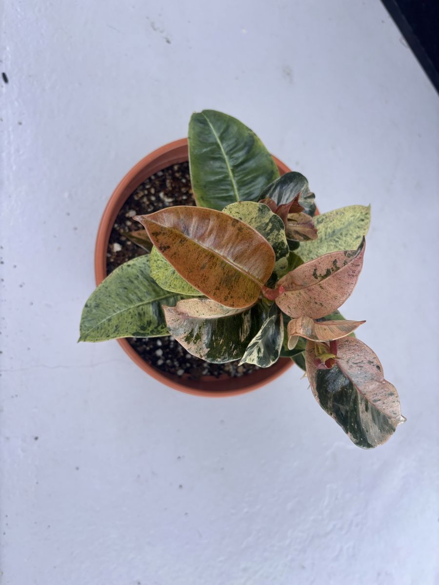 Plantes & graines: Ficus Shivereana – Neuf (Voir description) à Binningen par ely_ys5d 1
