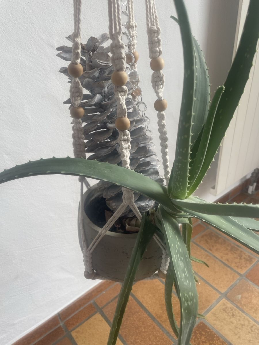 Pflanzen & Samen: Aloe groß mit Hänger – Gebraucht aus Freidorf TG von ibipatria 1