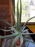 ALOE VERA Pflanze