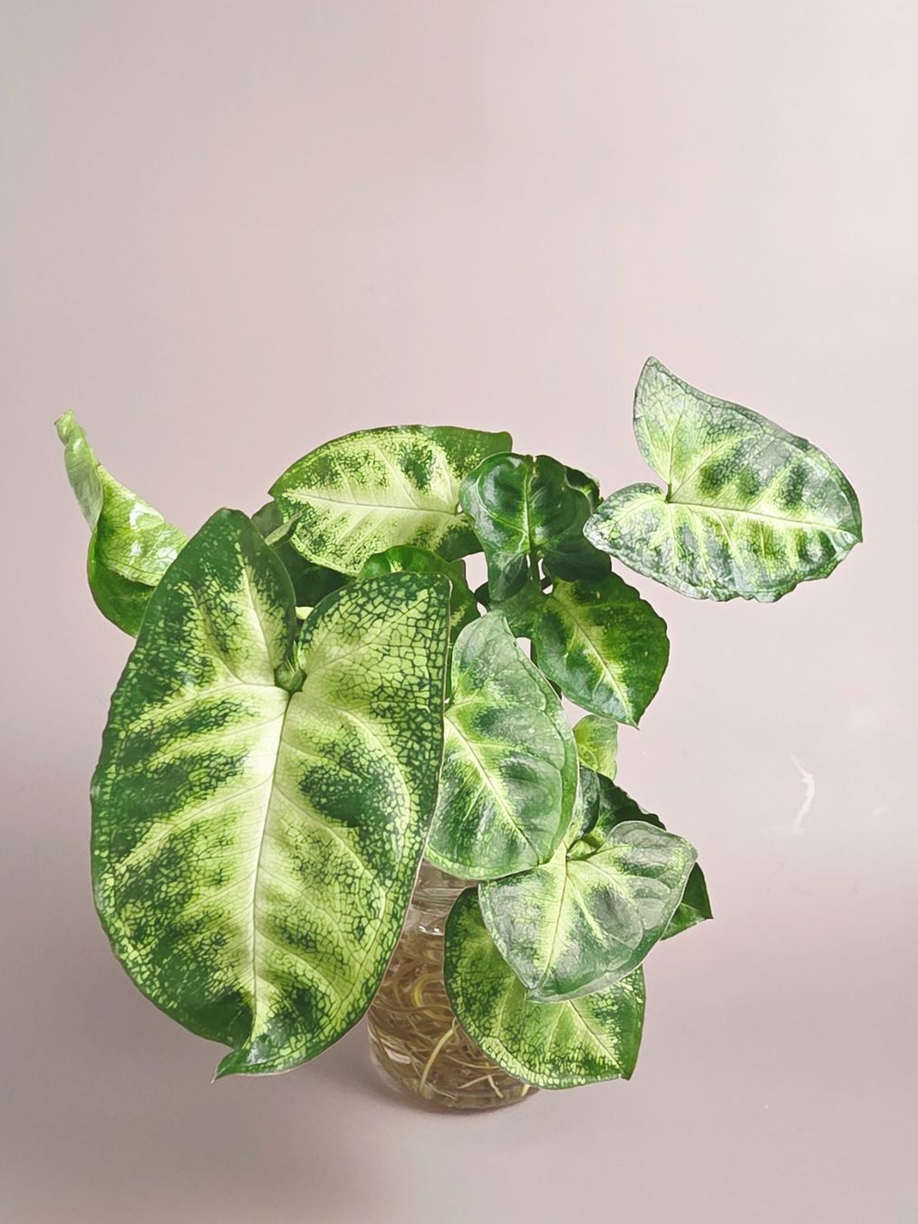 Piante & sementi: Syngonium Podophyllum 'Pixie' Stecklinge – Nuovo (secondo la descrizione) da Gerolfingen venduto da Azora