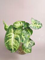 Syngonium Podophyllum 'Pixie' Stecklinge