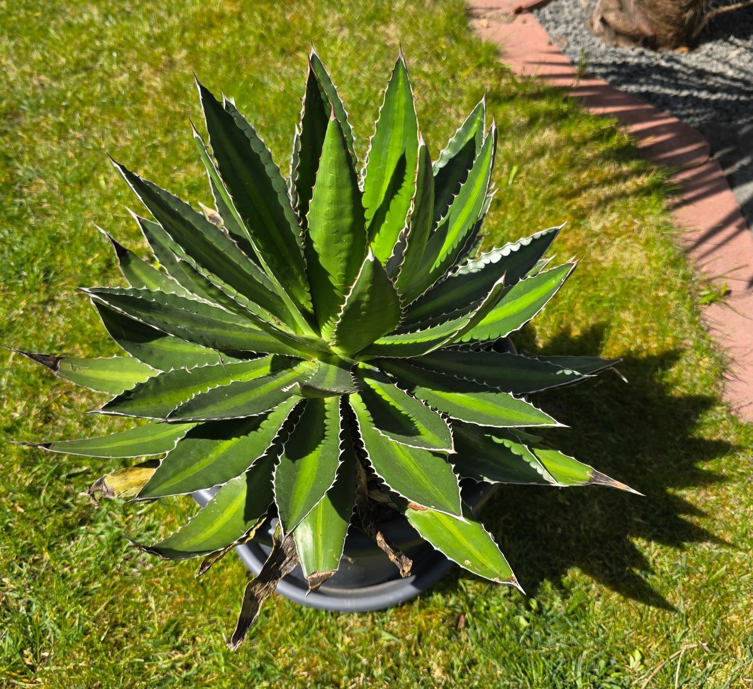 Piante & sementi: Schöne Agave – Nuovo (secondo la descrizione) da Aarburg venduto da popkorn65 1