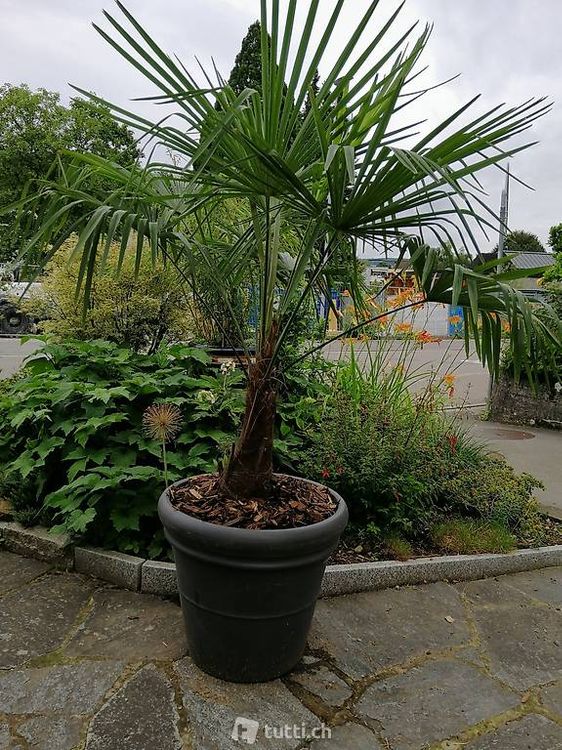 Grosse Tessiner Palme Kaufen auf Ricardo