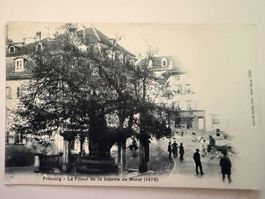 FRIBOURG - Le Tilleul de la bataille de Morat
