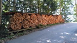 Brennholz