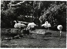 AK Basel, Zoologischer Garten, Flamingos, gelaufen 1957