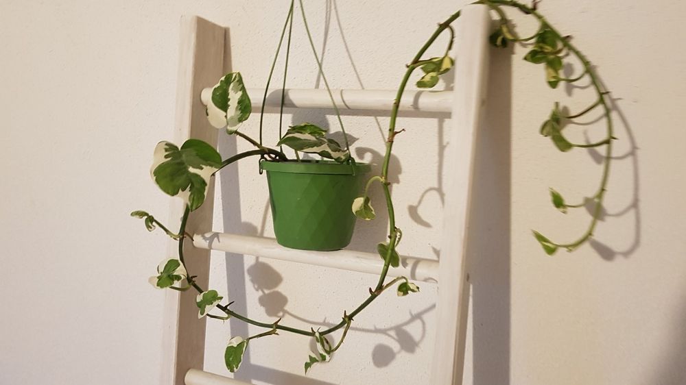 Bloomique Scindapsus N-Joy 2er-Set - Efeutute Hängepflanze Luftreinigend 20-30cm