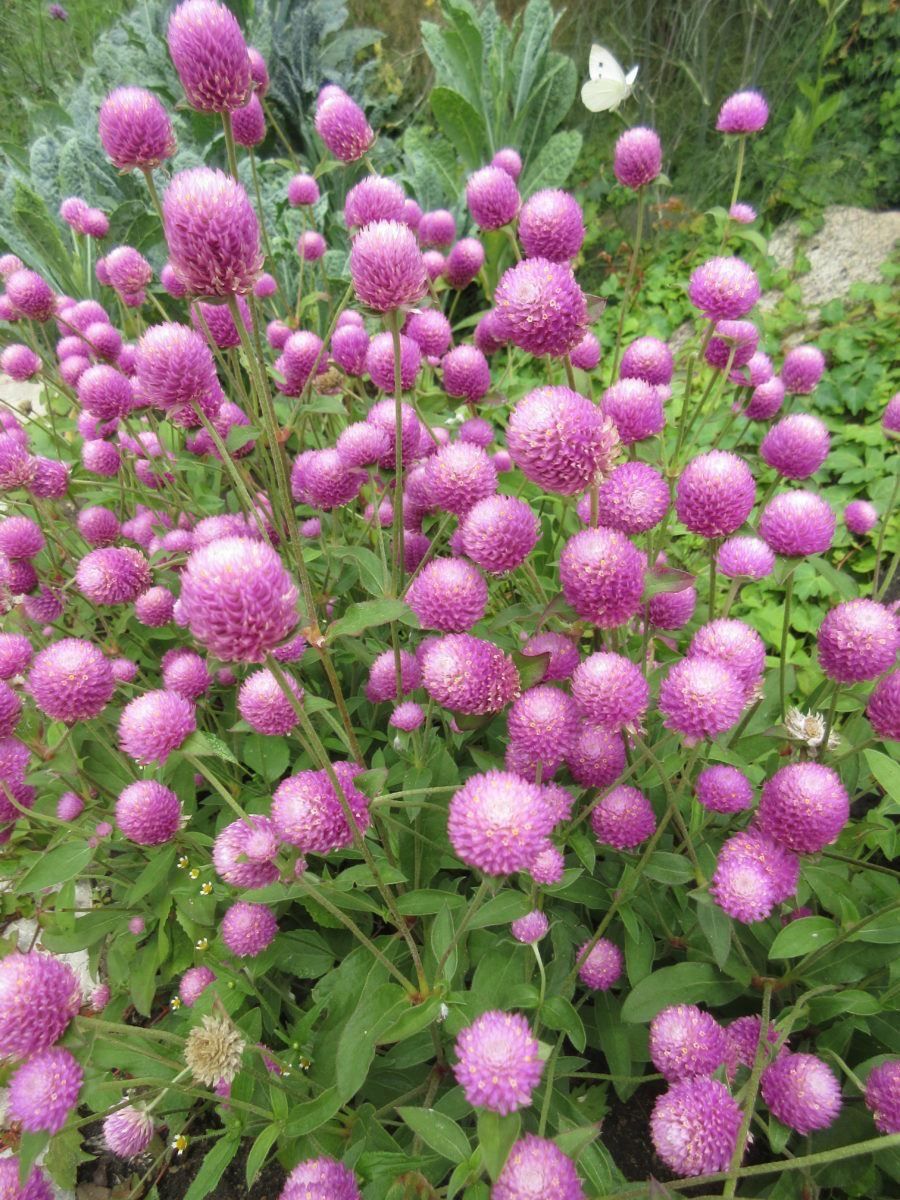 Piante & sementi: 50 Samen Kugelamarant Gomphrena LILAC Samen – Nuovo (secondo la descrizione) da Ehrendingen venduto da VerveinaSamen 1