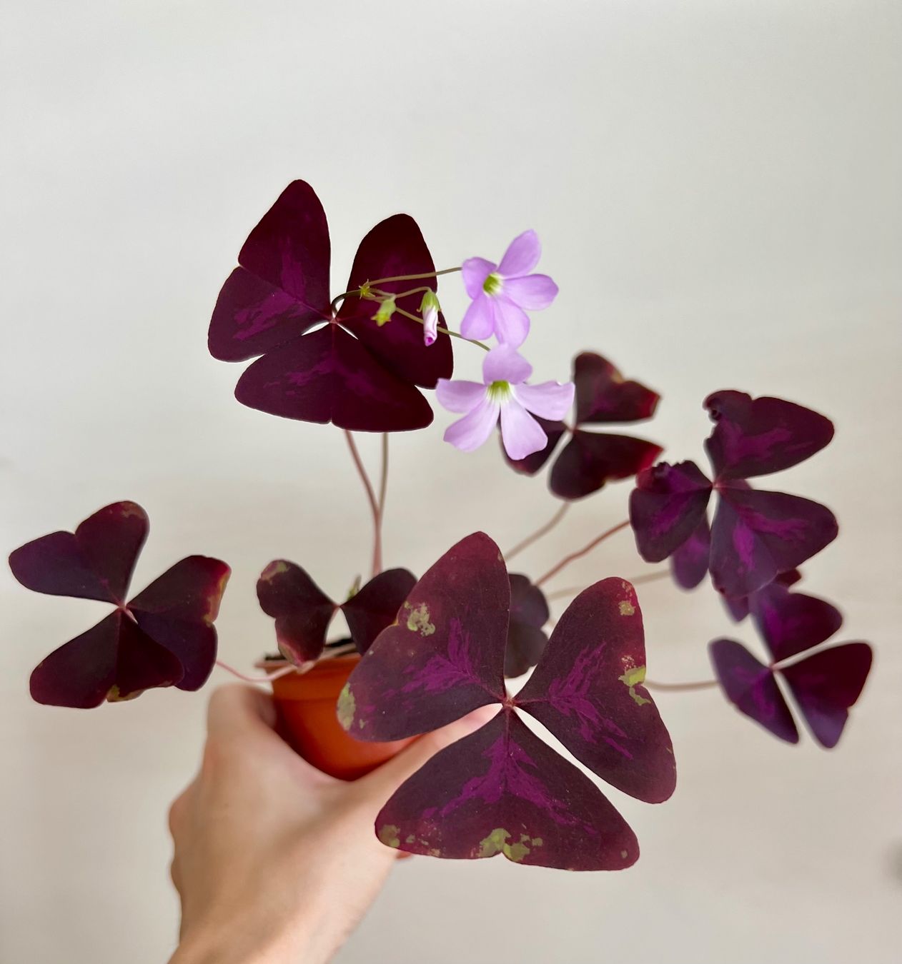 Pflanzen & Samen: Oxalis Triangularis, Roter Glücksklee – Gebraucht aus Glattpark(Opfikon) von ste_n99y 1