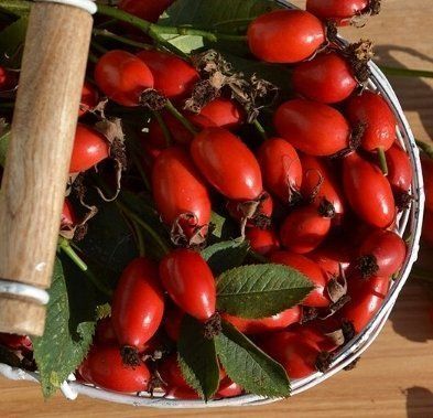Piante & sementi: Ab 5.- fr 10  SAMEN Hagebuttenrose ROT – Nuovo e nell'imballaggio originale da Rovio venduto da POSITIFFARTandPLANTS