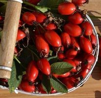 Ab 5.- fr 10  SAMEN Hagebuttenrose ROT