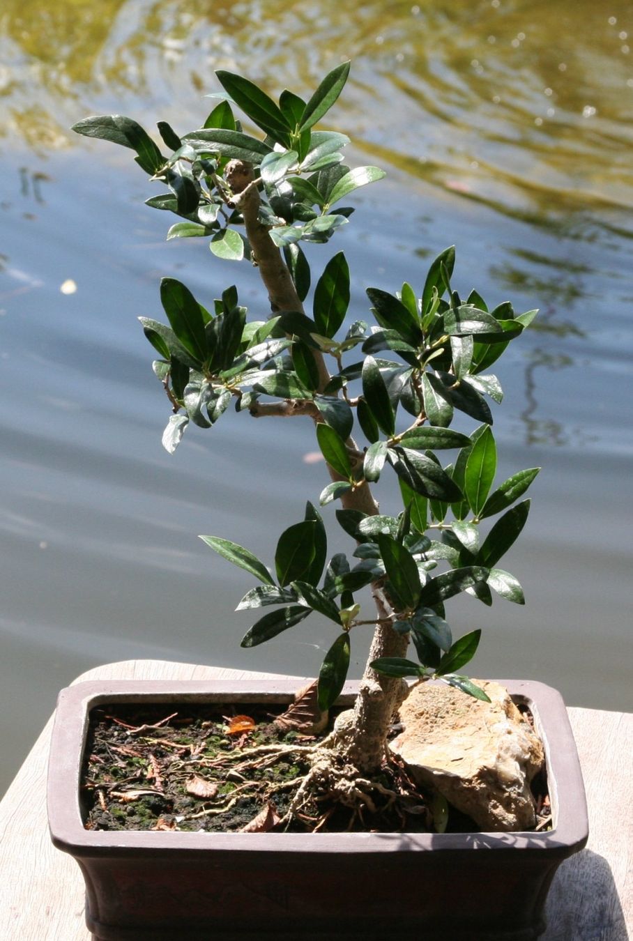 Plantes & graines: BONSAI  -  Olive – D'occasion à Gretzenbach par Sikim 1