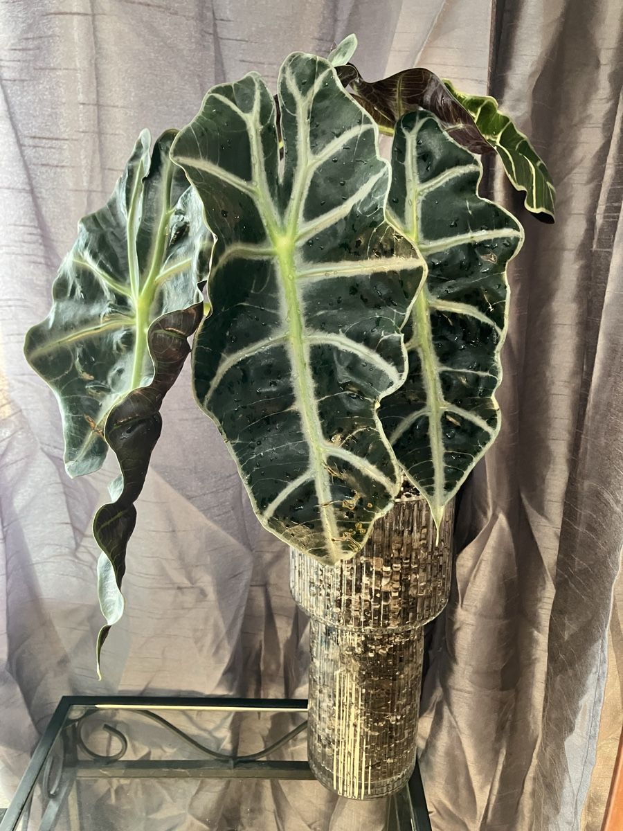 Piante & sementi: Alocasia Polly Knollen – Nuovo (secondo la descrizione) da Hettlingen venduto da MissZotti