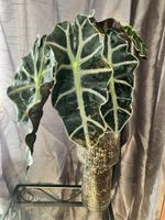 Alocasia Polly Knollen