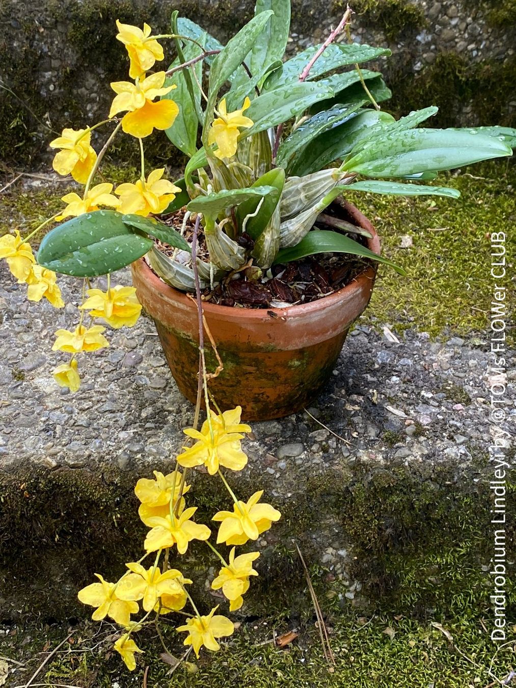 Piante & sementi: Dendrobium Lindleyi - gelb blühende & top robuste Orchidee – Nuovo e nell'imballaggio originale da Adliswil venduto da asTOMas963 6